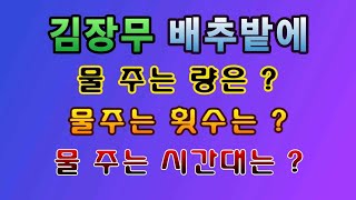 [텃밭농부.776]  김장무 배추에 물을 주는 시기와 량과 방법? #김장무재배 #김장배추재배
