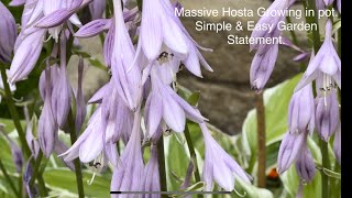 Massive Hosta Flowering & Growing in a pot. Easy & Simple to Grow. Make a Garden Statement.