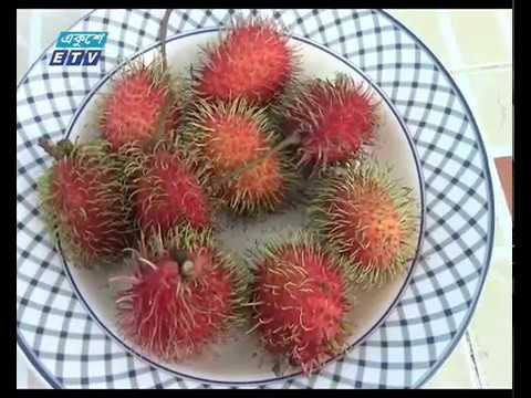 নেত্রকোণায় দিন দিন জনপ্রিয় হয়ে উঠছে মালয়েশিয়ান ফল রামবুটানের চাষ