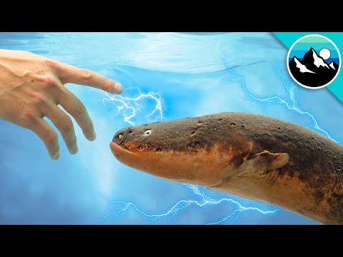 Shocked by an Electric Eel!