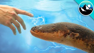 Shocked by an Electric Eel!