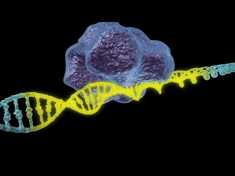 中国の研究者が遺伝子組み換えサル1匹を5匹に変える
