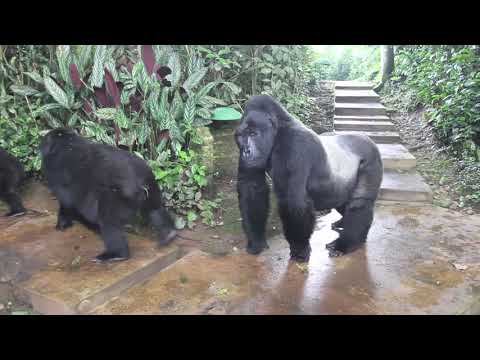 Cheetah Pan Part 13: "Following the Leader"