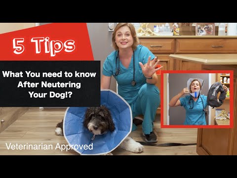 YouTube video about: How long do dogs need to wear cone after neutering?