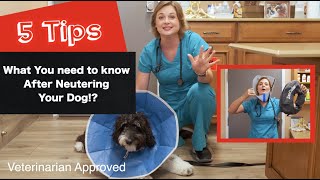 Caring for your dog after Neutering them?  | 5 Tips - Veterinarian approved