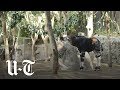 Baby Okapi Debuts At San Diego Zoo San Diego Union Tribune