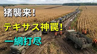200万頭の野猪が農地全滅！？テキサス農場主の神トラップで群れごと一網打尽！#野猪 #害獣駆除 #テキサス #神業 #罠