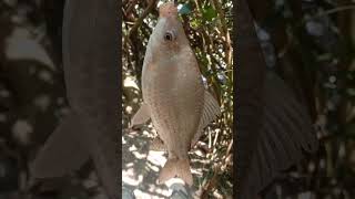 Download lagu MANCING IKAN NILEM ATAU PAITAN AIR KERUH #shorts #shortsvideo #feedshorts mp3