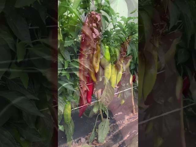 Стандарт поставки видео №1 Перец острый Русский Размер F1®