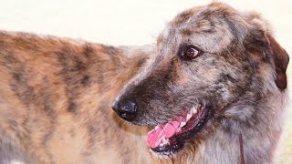 Irish Wolfhound Funny Moments #103