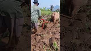 Download lagu Membajak sawah dengan kerbau 🌾#ASMRFarming #BuffaloLife #VillageLife #RuralLife mp3