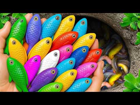 Catch beautiful aquarium fish in small pond baby turtles, eel, pencil fish, guppies blu, koi, spider