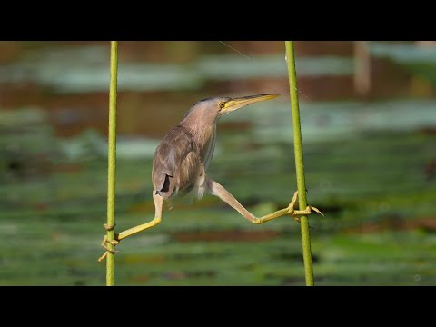 Funny Cat Scares Of Ordinary Things Cute And Funny Cat Reactions
