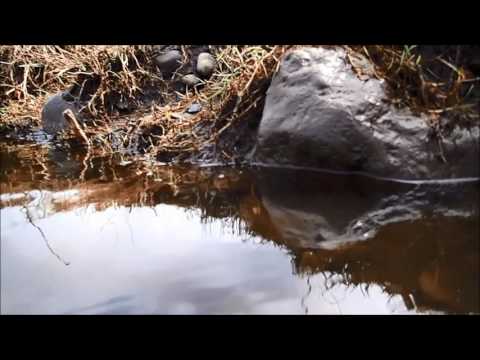 SETAC Europe Science Slam: Biofilm - A Movie About a River of Metals