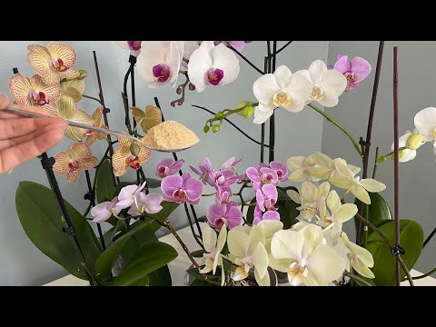 , title : 'Bir kaşık verin Orkideler bol bol Çiçek Açıp Sağlıklı Kökler Versin/Orkide Coşturan Gübre'