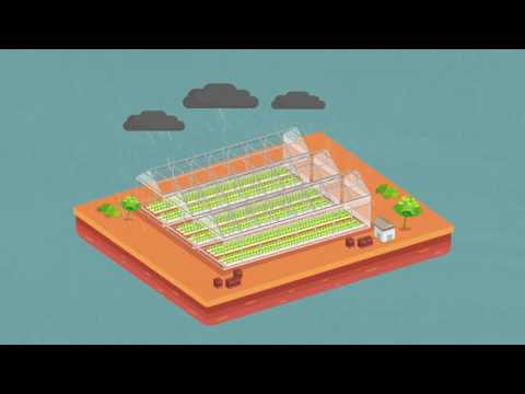 Cravo Explainer Video