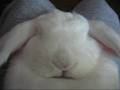 Bunny snoring (Very Cute)