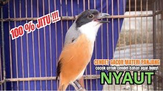 Download lagu cendet gacor BONGKAR MATERI PANJANG MEWAH JITU PANCINGAN CENDET AGAR BUNYI bikin BURUNG PENTET GACOR mp3
