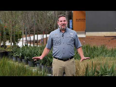Landscaping with native plants can offer stormwater solutions