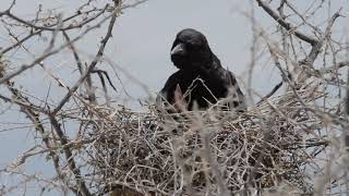Cape crow nest with mother and single nestling