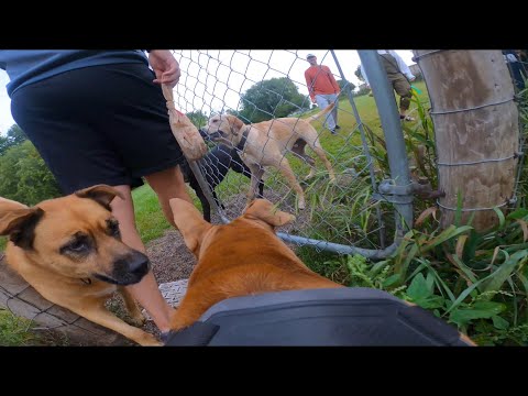 Ein Alpha-Pitbull wird im Hundepark von einem anderen Alpha-Hund auf die Probe gestellt.