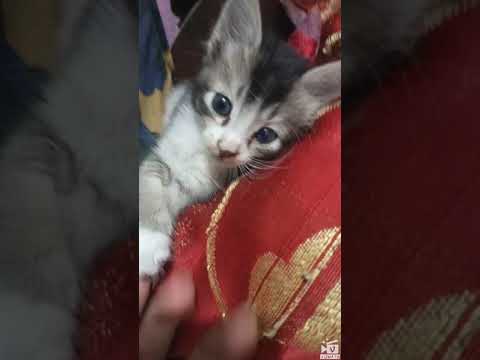 Good Morning my little Cute cat 🥰-3