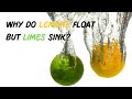 🍋 Why Do Lemons Float But Limes Sink? 🌊 | Fun Science Facts for Kids | Think & Tell