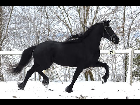 Stal Okkema's Lieke - Pier x Uwe - Ster mare - 2019 - 1.65m