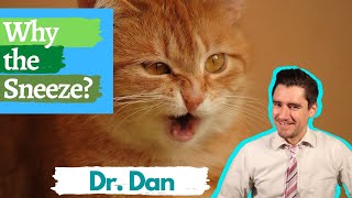 Why is your cat sneezing?  Symptoms, diagnosing, and treating upper respiratory infections