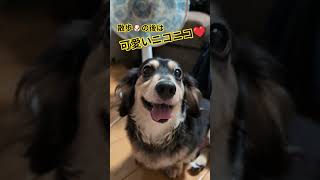散歩🐶の後はニコニコ☺️❤