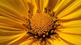 stereo love vs we no speak americano.flv