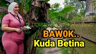 Download lagu The Sakti mare from the Ngloram mainland finished her performance at the Pajang village of Blora ... mp3 Download lagu The Sakti mare from the Ngloram mainland finished her performance at the Pajang village of Blora ... mp3