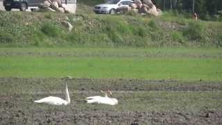 preview picture of video '20140604110256 Cygnus cygnus Kausala Finland   MM'