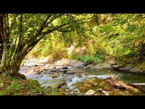 Sounds of Mountain Rivers and Forest Birds Singing. 12 Hours Of Deep Sleep.