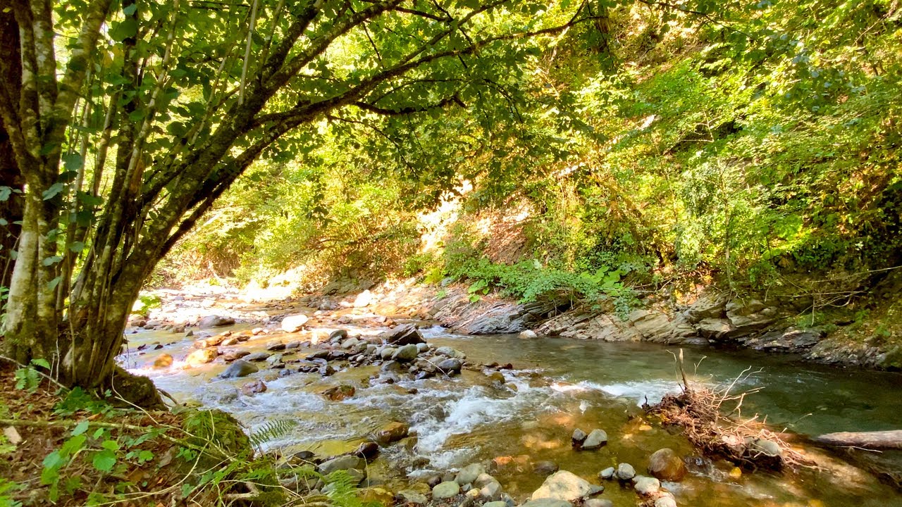 Sounds of Mountain Rivers and Forest Birds Singing. 12 Hours Of Deep Sleep.