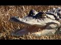 New Louisiana Bill Could Open Recreational Alligator Hunting Season For First Time SWI 4 17 26