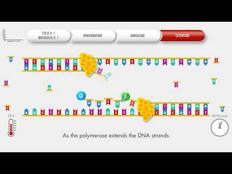 Animated PCR Real Time (qPCR) procedure