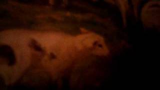 the crippled lamb part one pages 1-8/15