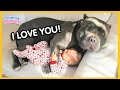 Adorable Dogs Protecting Babies Like Their Own Puppies 😂 Funniest Animals 2025 DEFAULT Thumbnail