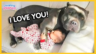Adorable Dogs Protecting Babies Like Their Own Puppies 😂 Funniest Animals 2025 MQDEFAULT Thumbnail