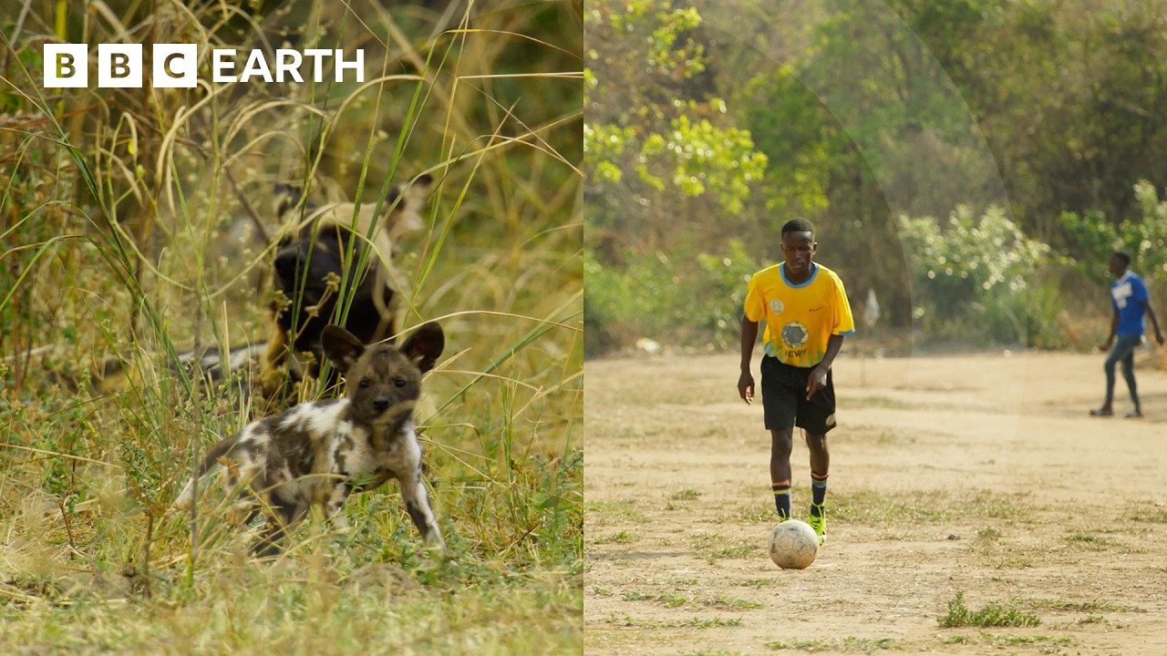 How Is Football Helping Save Zambia’s Carnivores? | Kingdom | BBC Earth