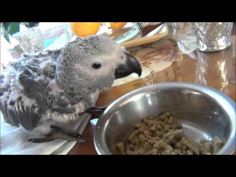 download lagu mp3 mp4 Baby Papegaai Kopen, download lagu Baby Papegaai Kopen gratis, unduh video klip Baby Papegaai Kopen