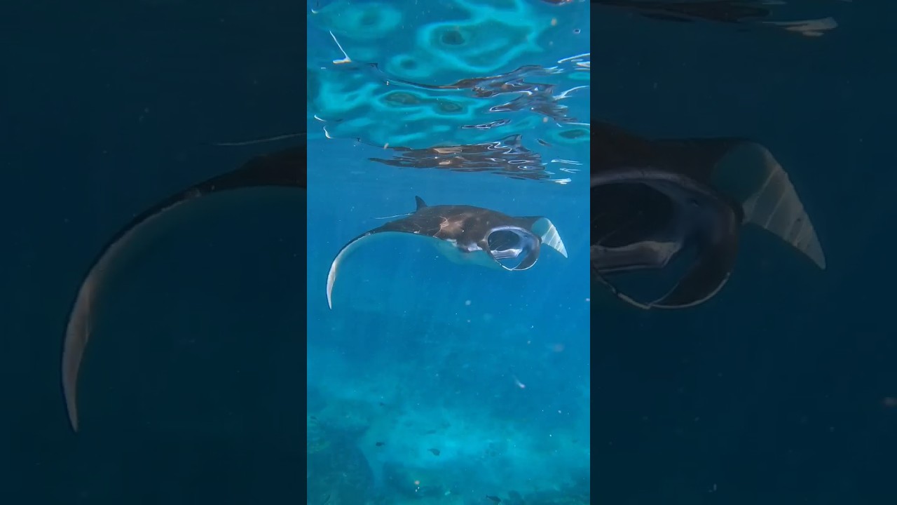 YouTube Short thumbnail