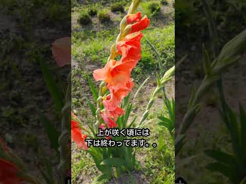 グラジオラスの世話 2022年春