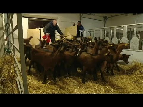 , title : 'الماعز الفرنسي يصل إلى سيبيريا'