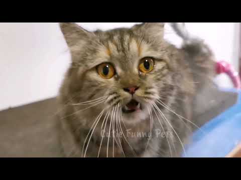 FEMALE CAT IN HEAT MEOWING (MATE CALLING)  - PRANK YOUR PETS