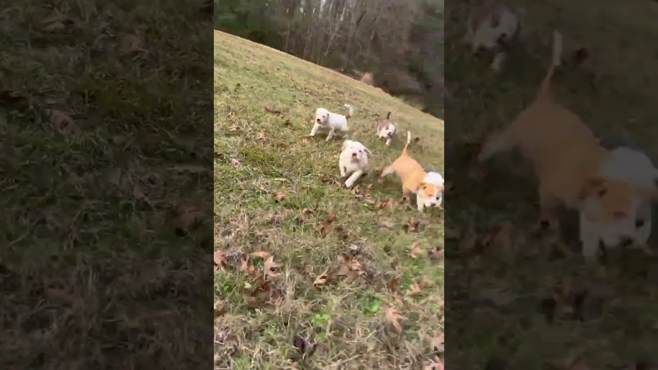 Enlarge Maggie, an adopted mixed breed in Central Islip, NY video 6/6