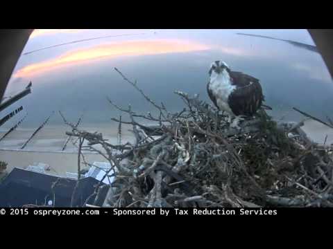 4/22/16 ~ LONG ISLAND OSPREY, SUNRISE MATING