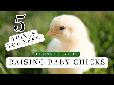 5 Things YOU NEED TO KNOW for raising Baby CHICKS | How To Raise Chickens