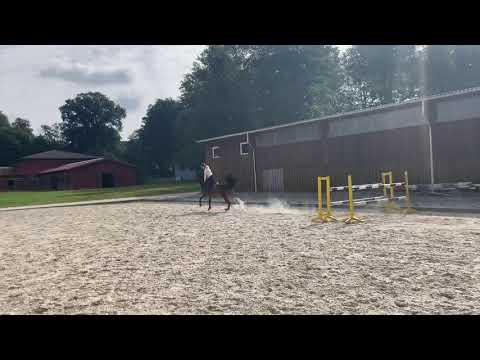 Lambada 🌹🚀 training before show ⭐️ 5 y.o Cornet Obolensky x Darco